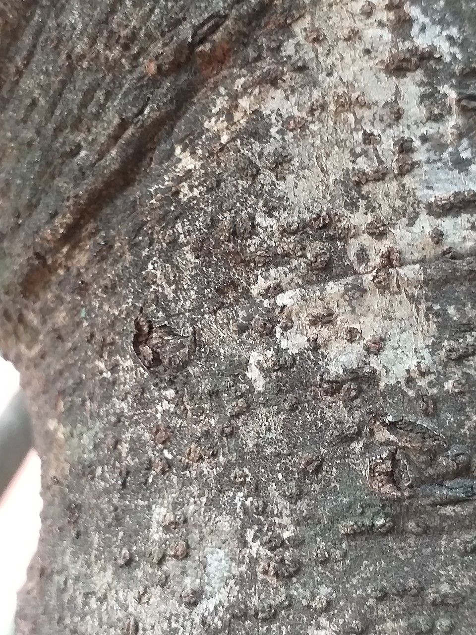 Afzelia quanzensis bark
