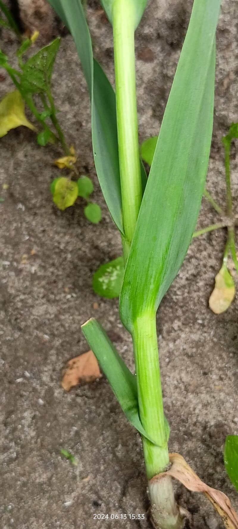 Allium obliquum leaf