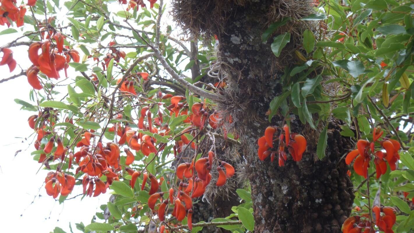 Erythrina falcata flower