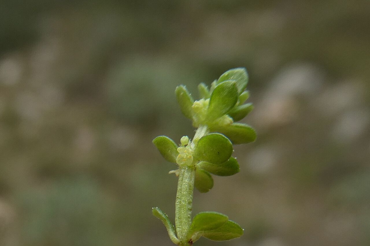 Valantia muralis flower