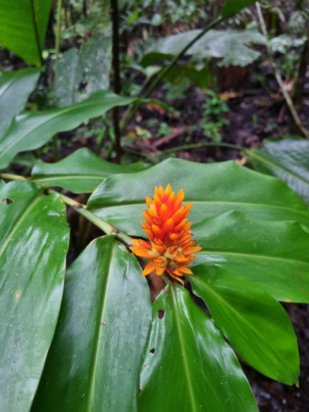Renealmia cernua flower