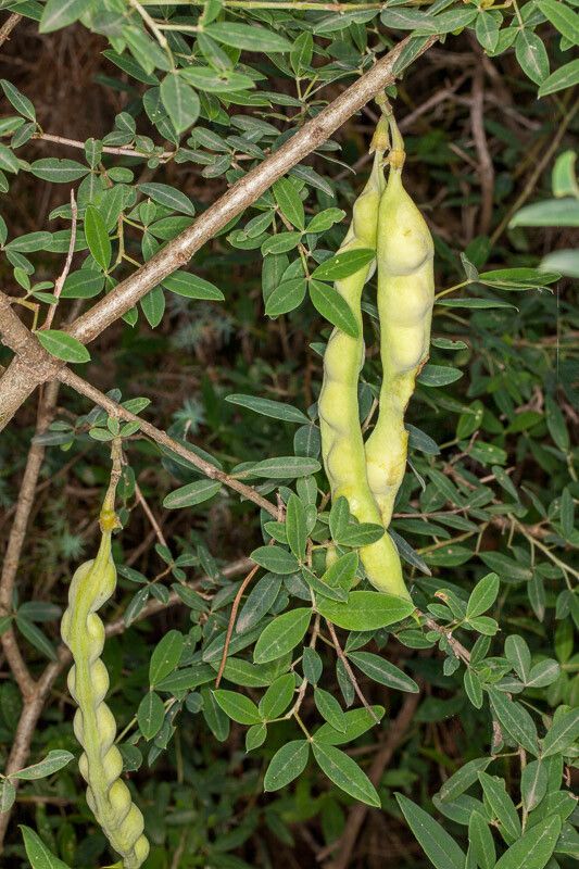 Anagyris foetida fruit