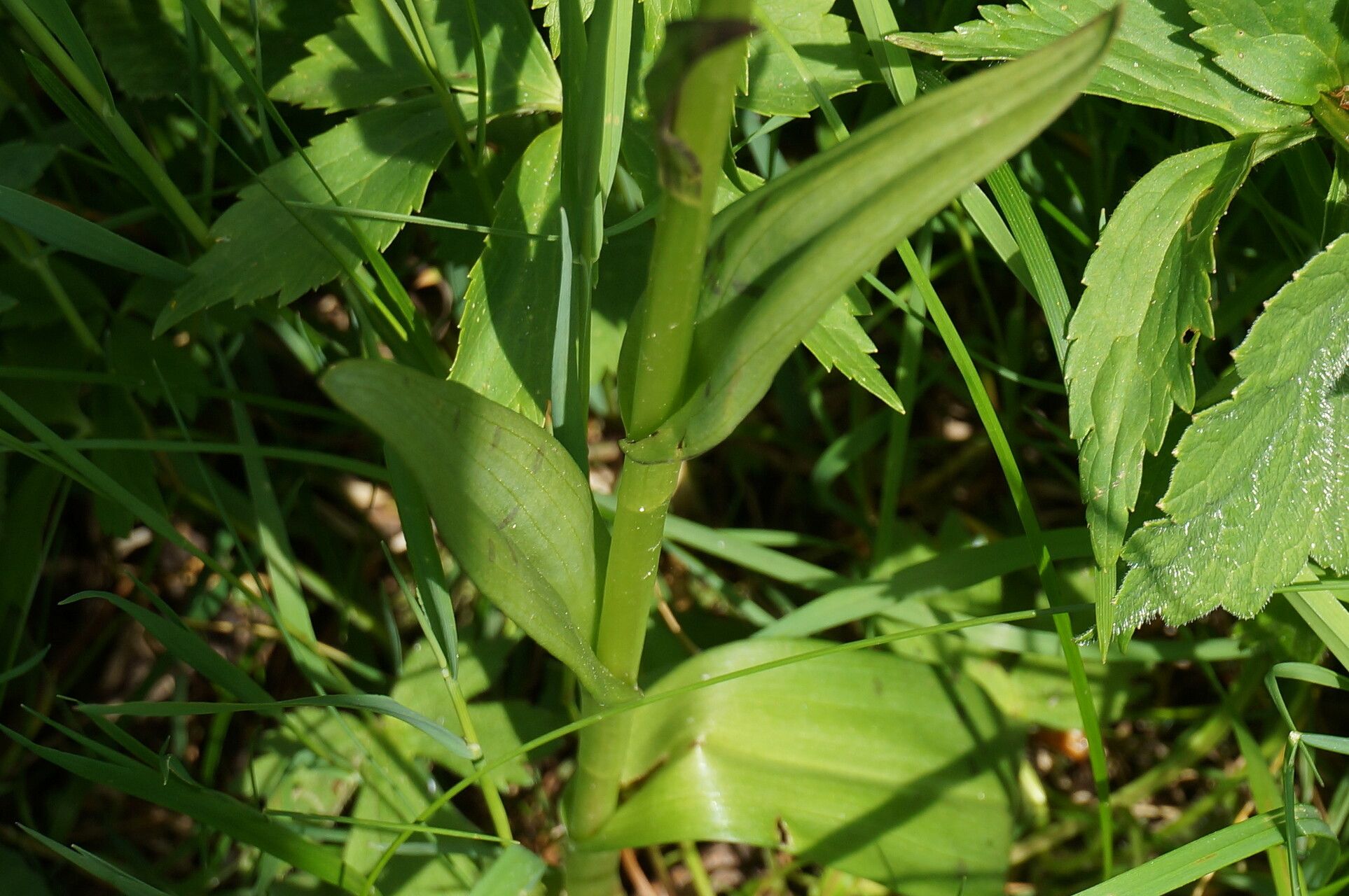 Dactylorhiza purpurella leaf