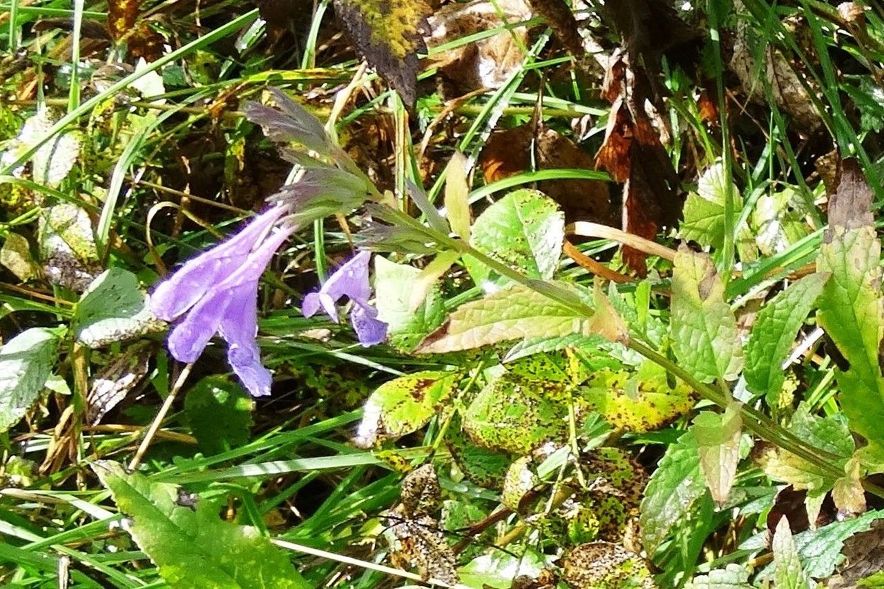 Nepeta sibirica flower
