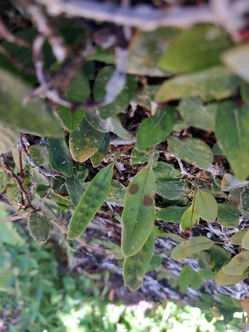 Microgramma piloselloides leaf