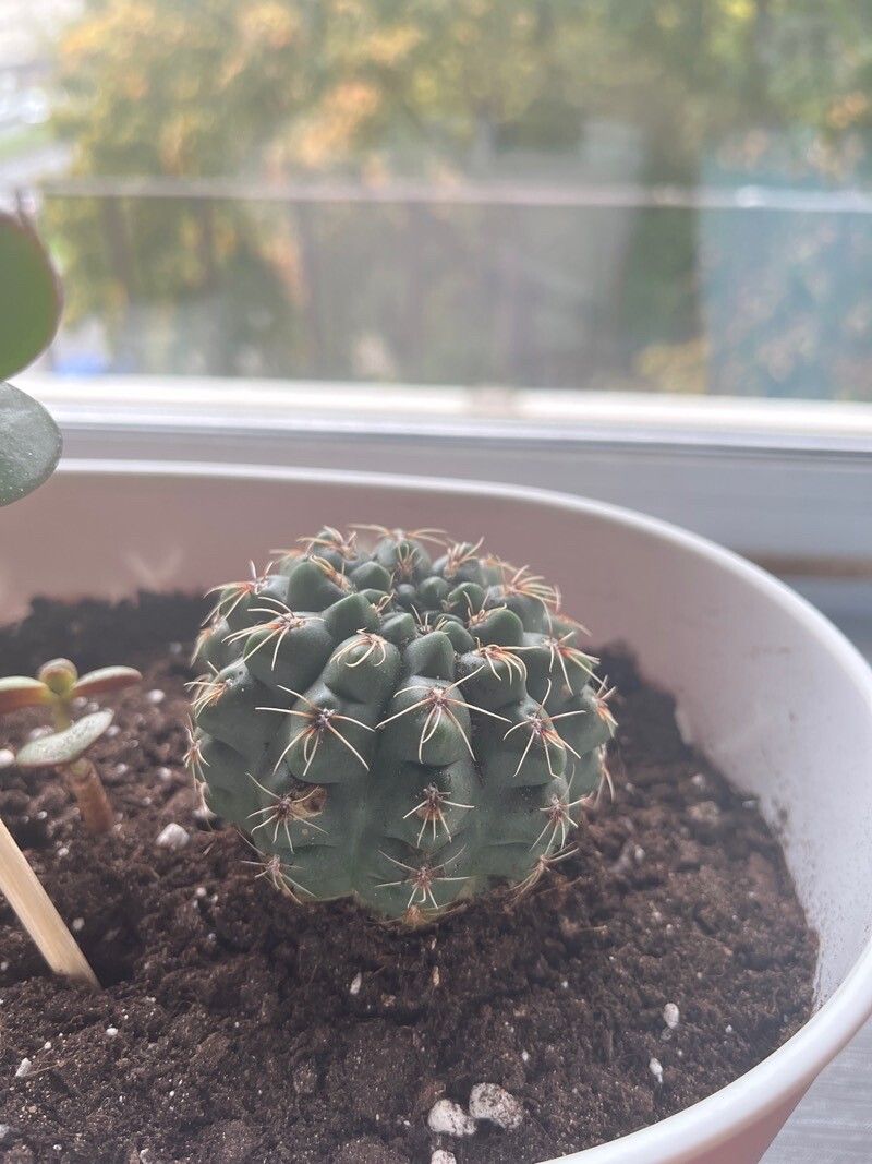 Gymnocalycium quehlianum leaf