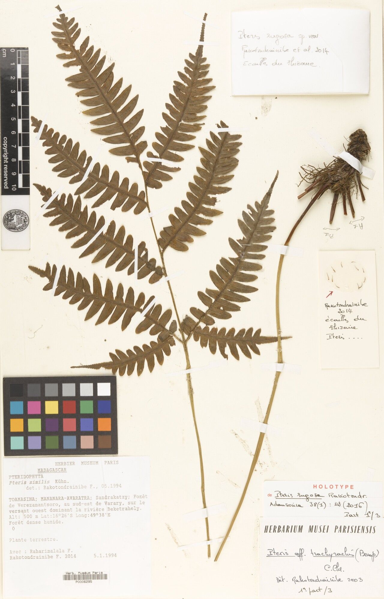 Pteris rakotondrainibeae — search result for 'Pteris'