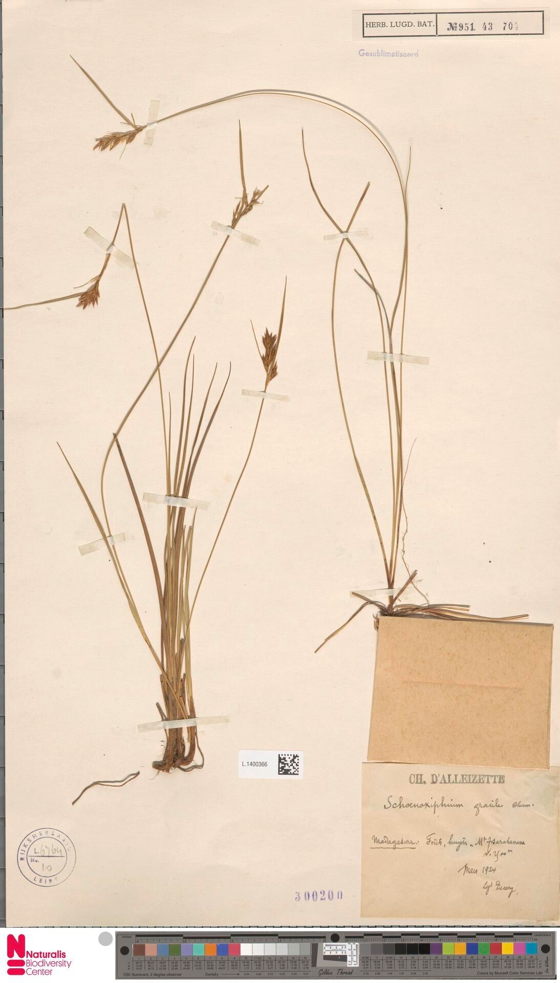 Carex chermezonii — houseplant care guide