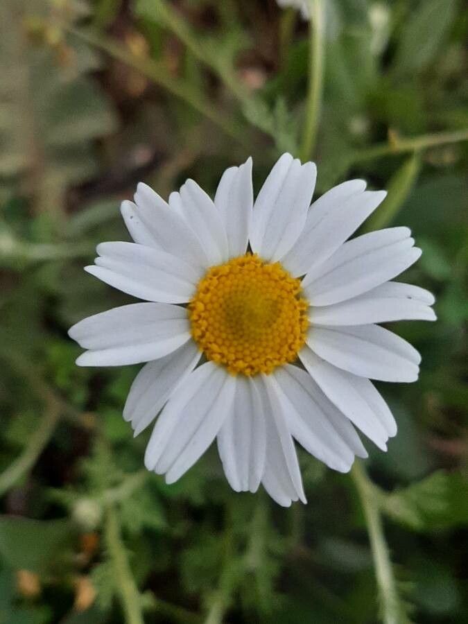 Anthemis arvensis flower