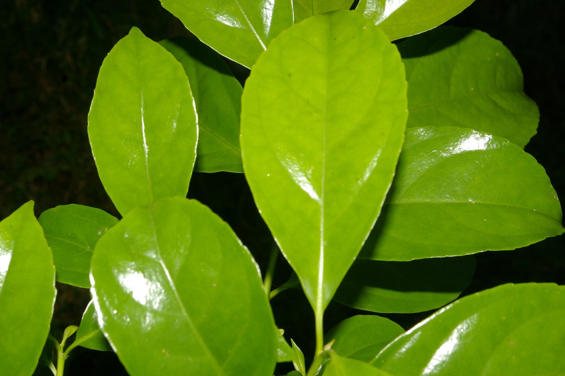 Symplocos limoncillo — houseplant care guide