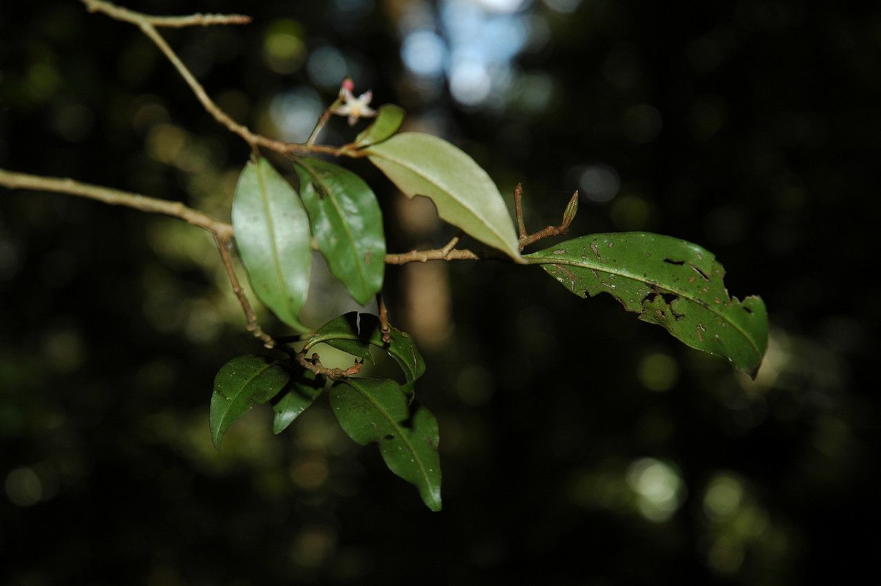 Ardisia pauciflora — search result for 'Ardisia'