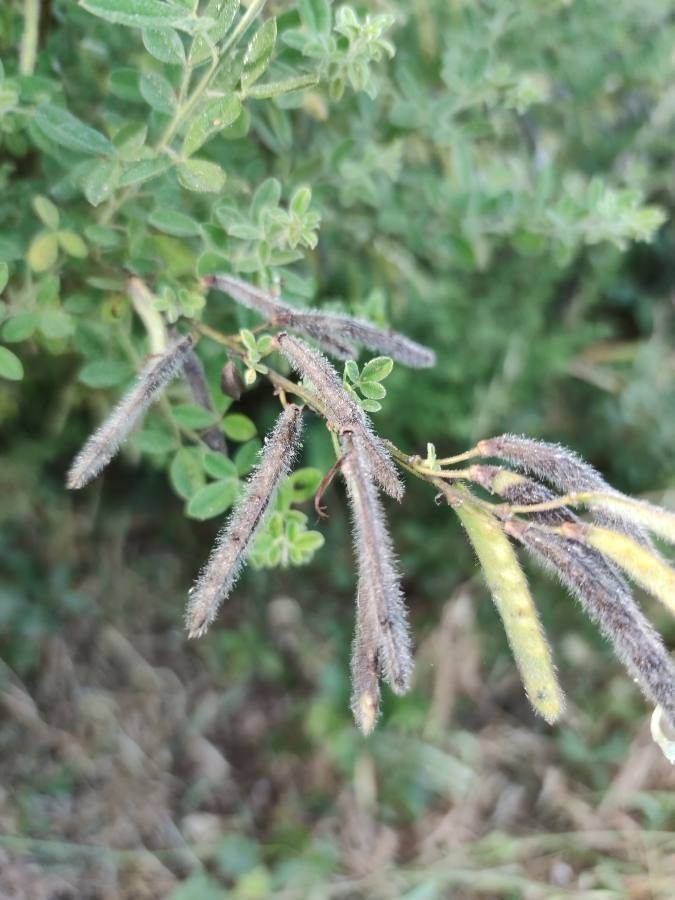 Cytisus laniger fruit