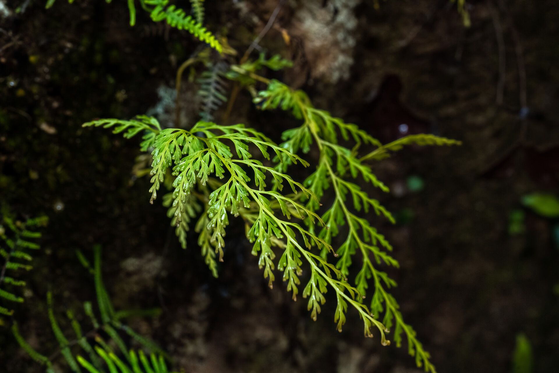 Odontosoria krameri — houseplant care guide