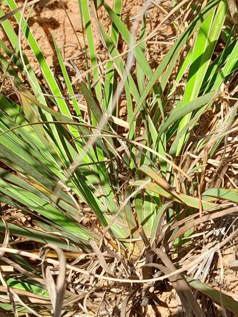 Aristea madagascariensis — search result for 'Aristea'