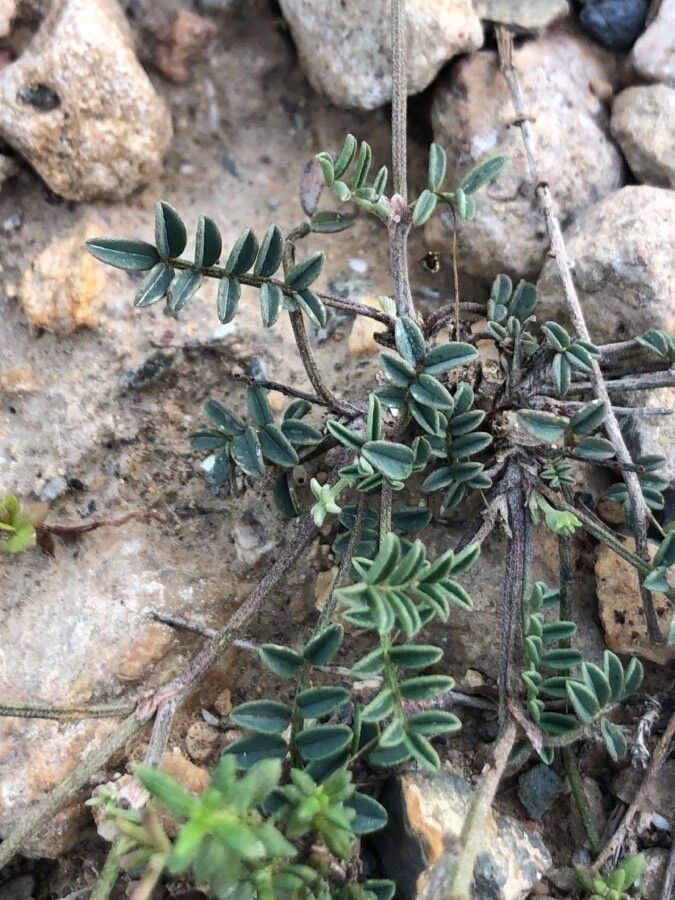 Hippocrepis scabra leaf