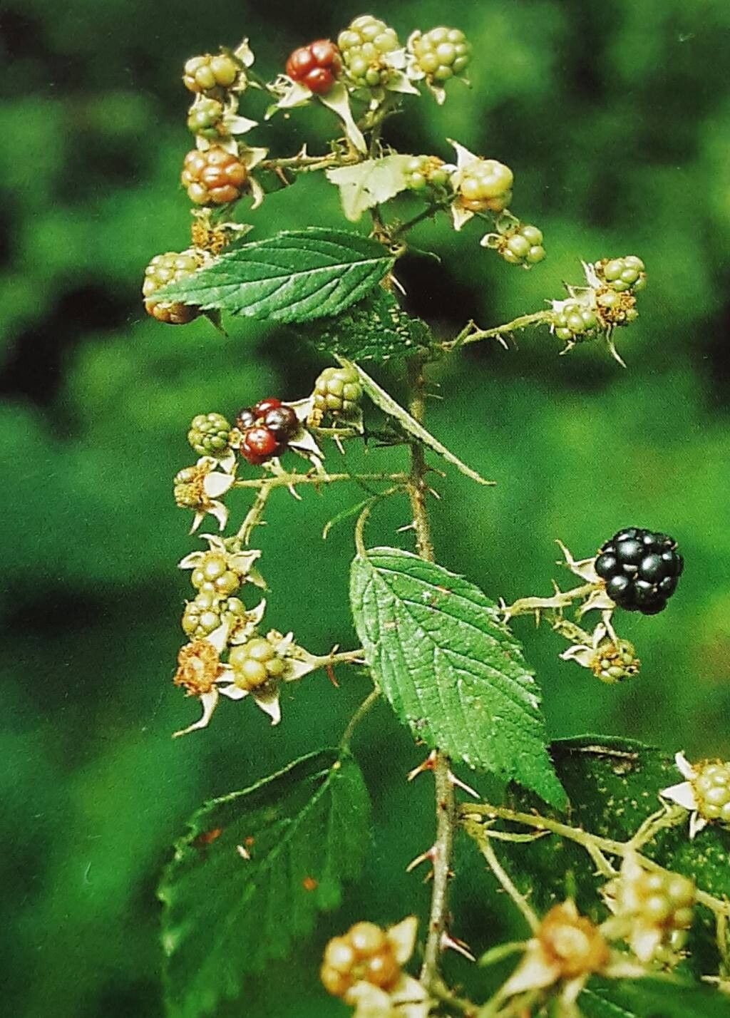 Rubus chlorothyrsos fruit