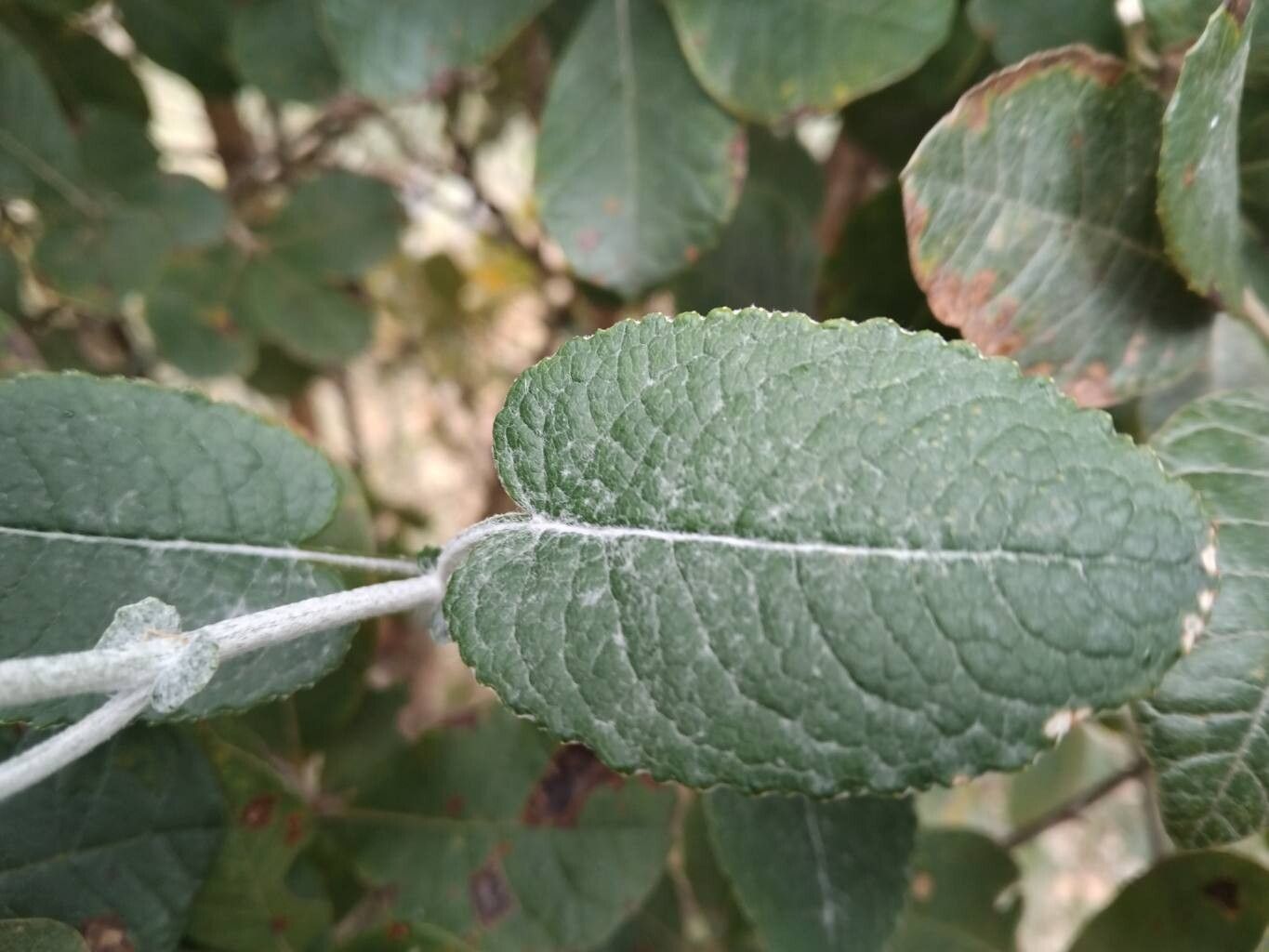 Senecio gossypinus leaf