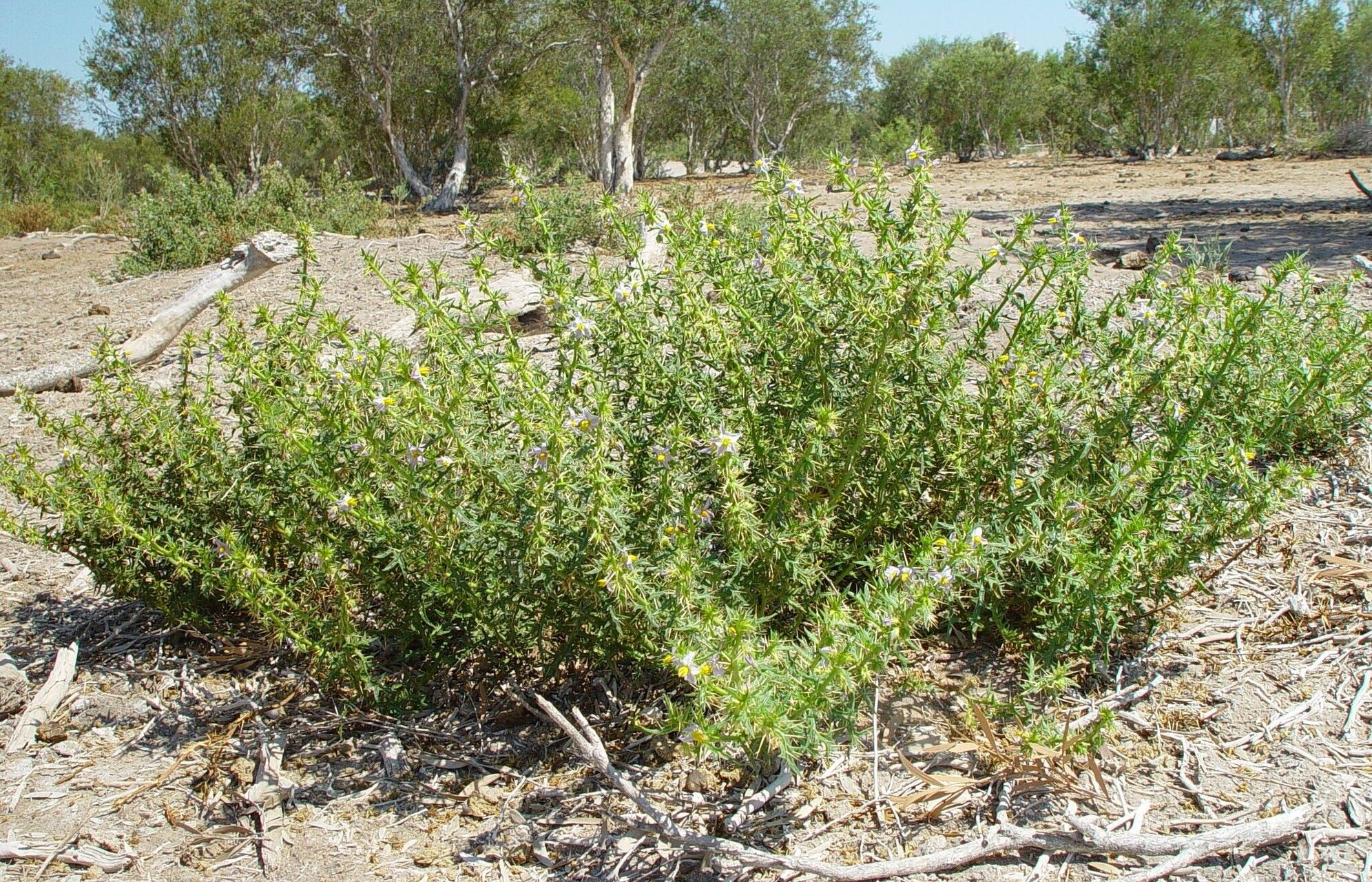 Solanum oligandrum habit