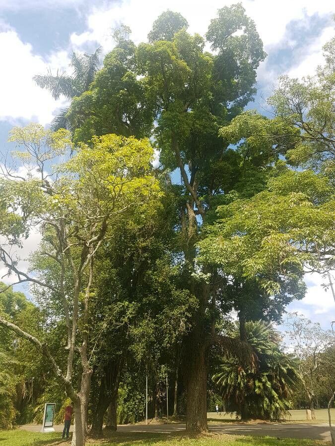 Aspidosperma polyneuron habit