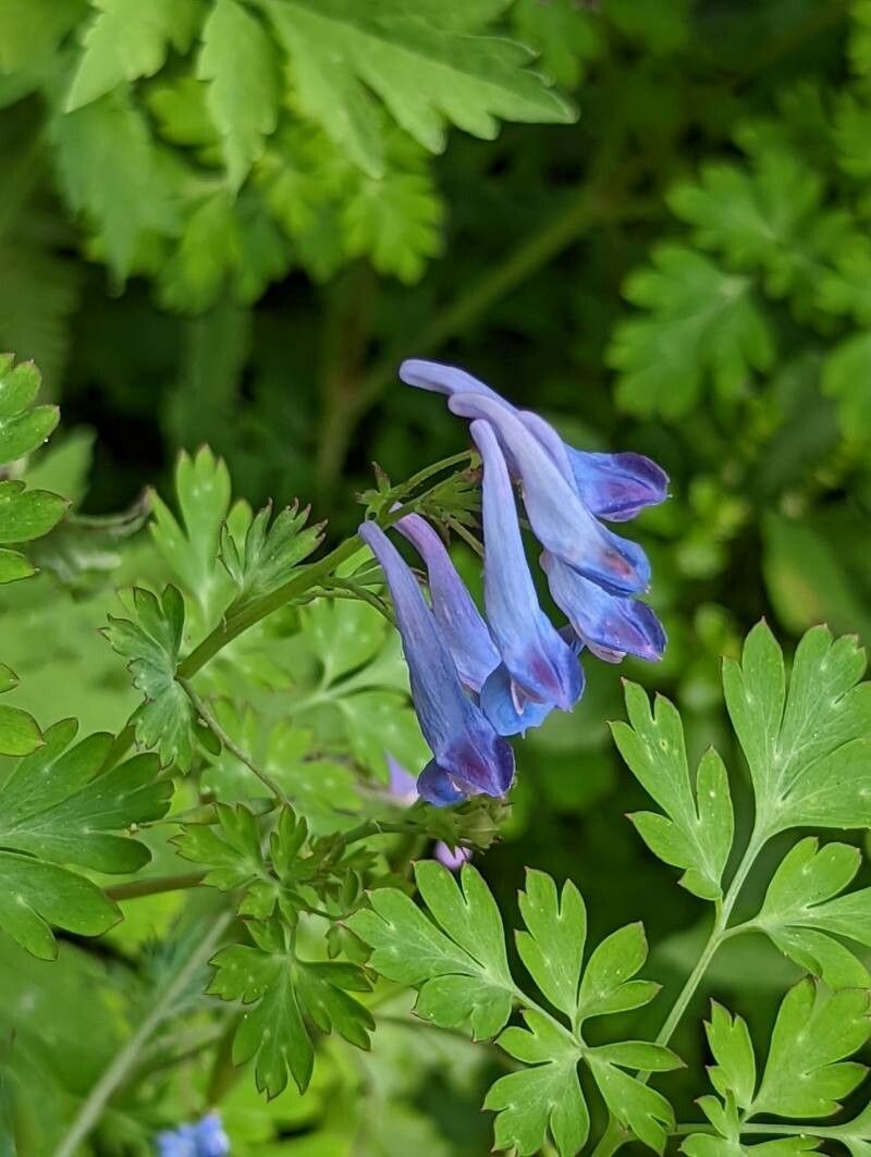 Corydalis flexuosa flower