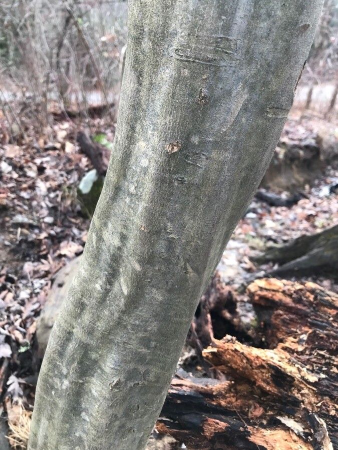 Cordia ovalis bark