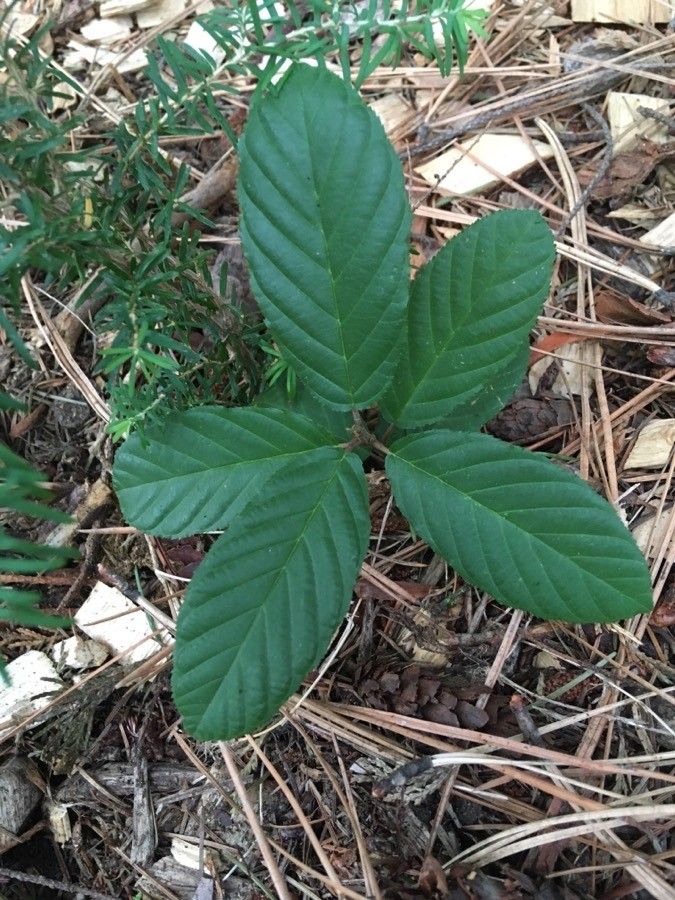 Frangula purshiana leaf