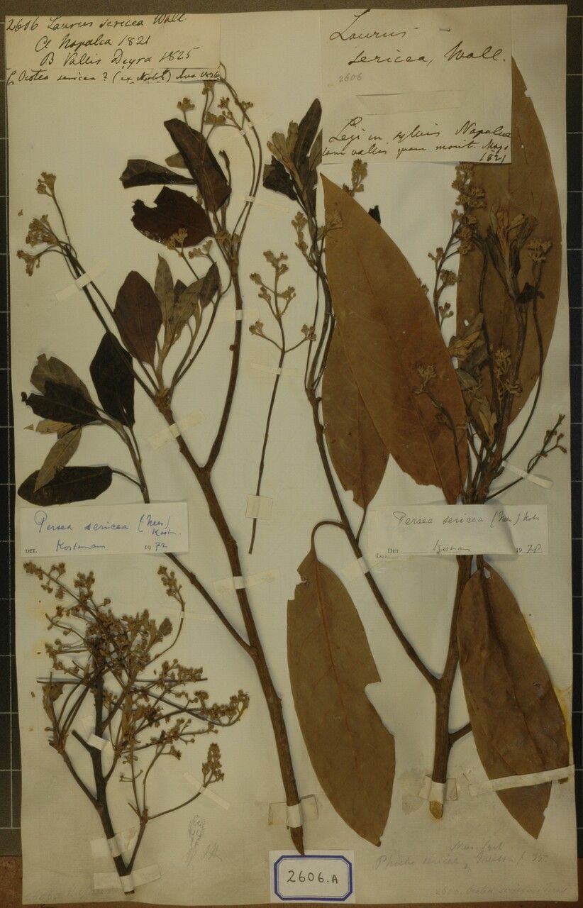 Machilus sericea — houseplant care guide