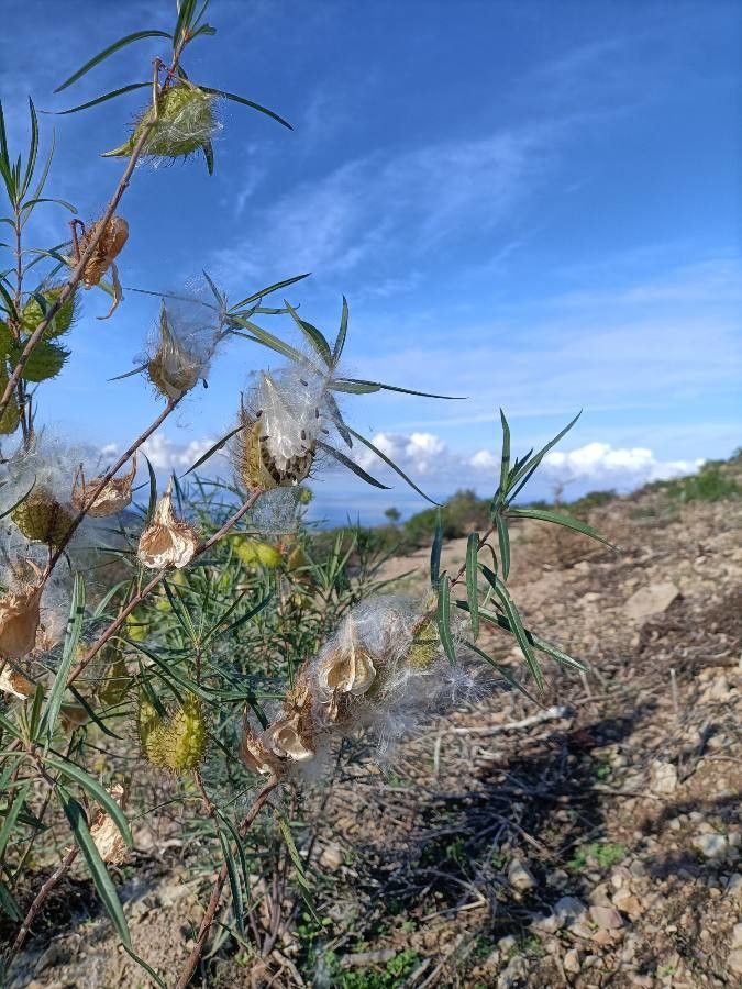 Gomphocarpus fruticosus leaf
