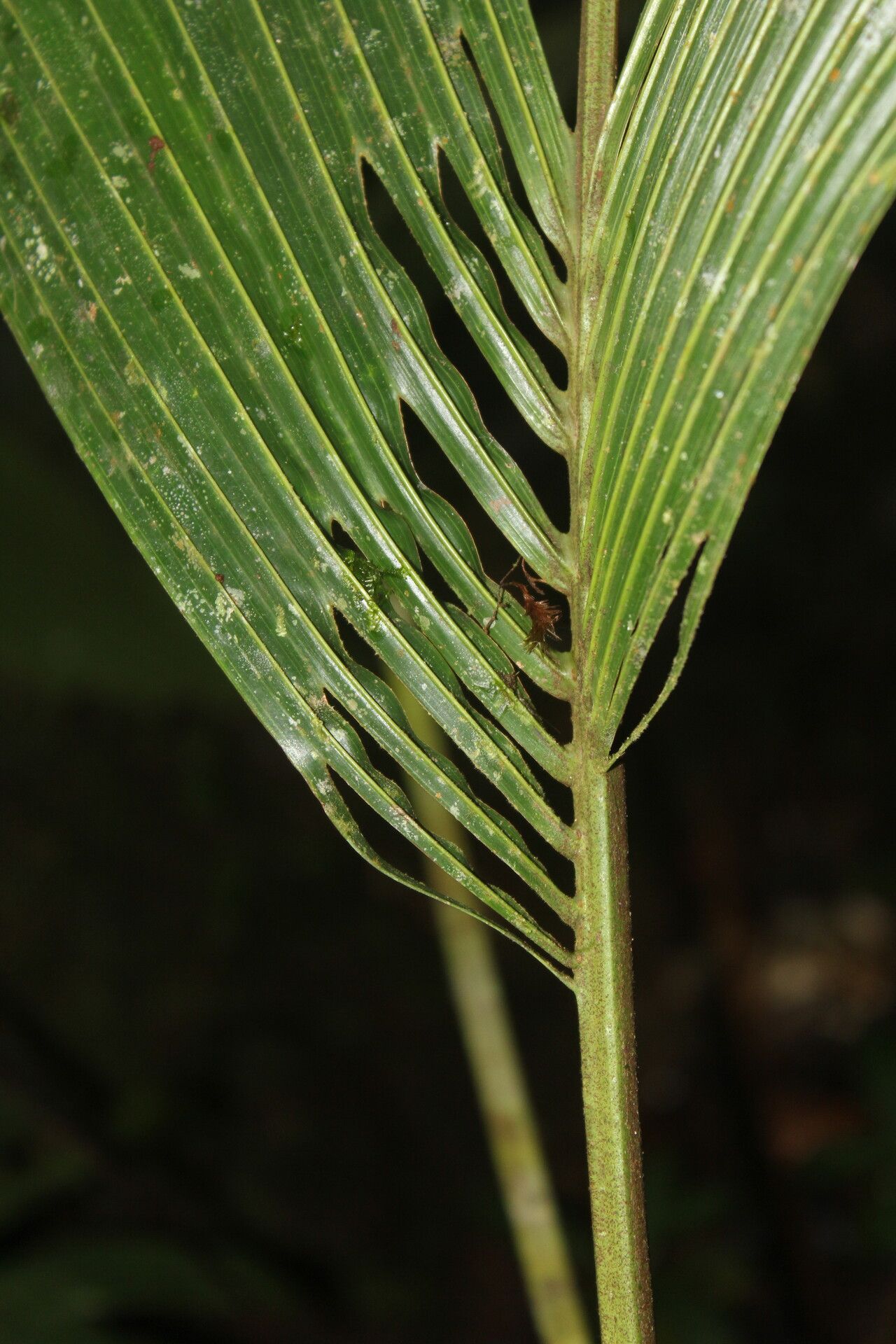 Reinhardtia latisecta leaf