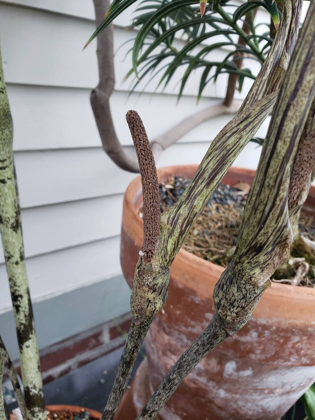 Gonatopus boivinii flower