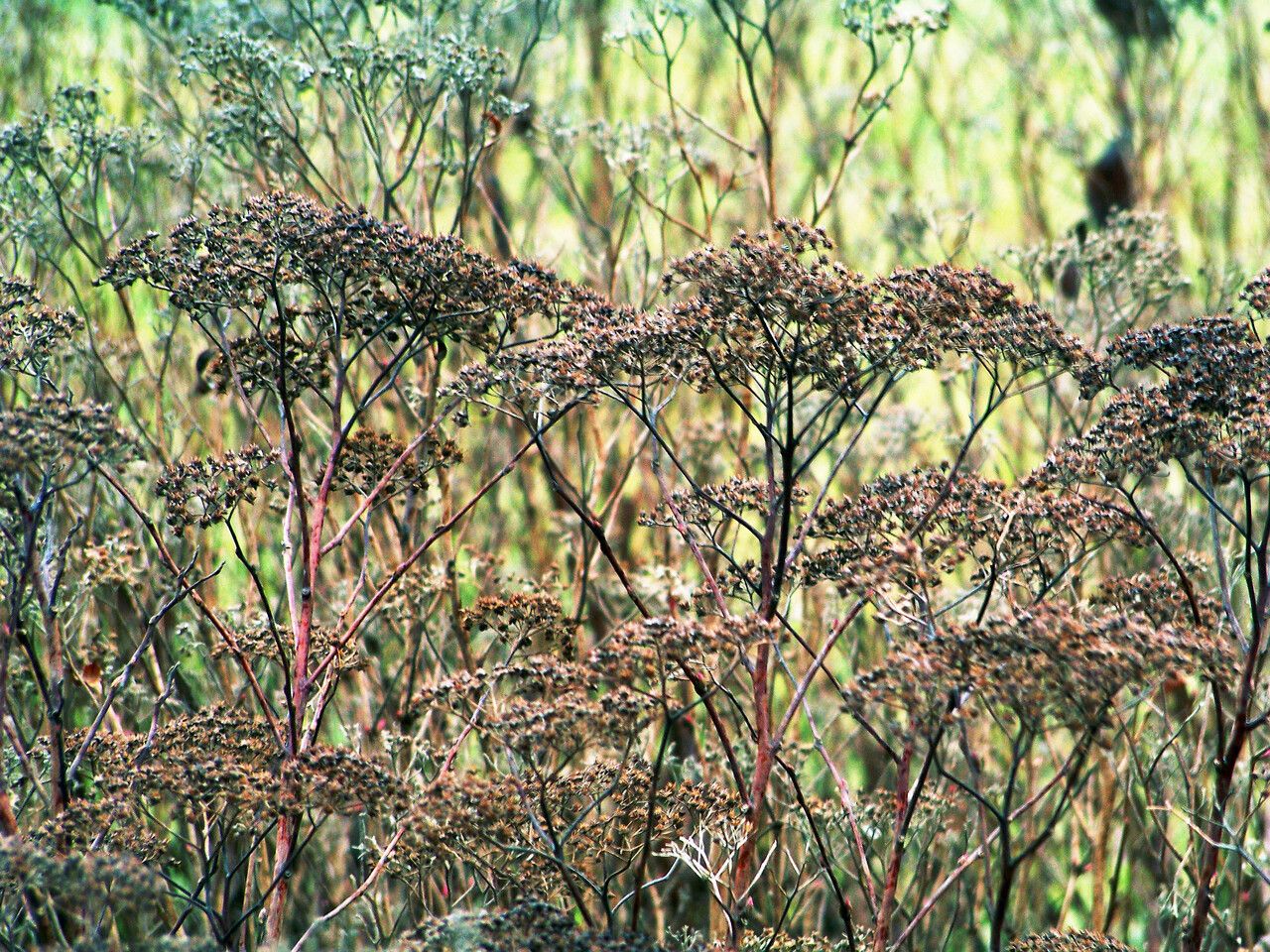 Eriogonum multiflorum fruit