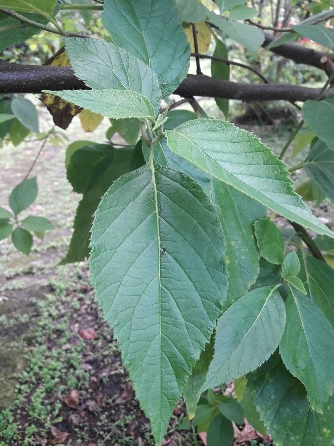 Cordia martinicensis leaf