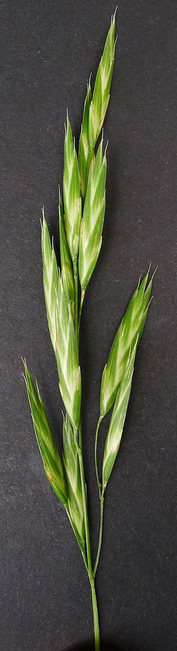 Ceratochloa sitchensis other