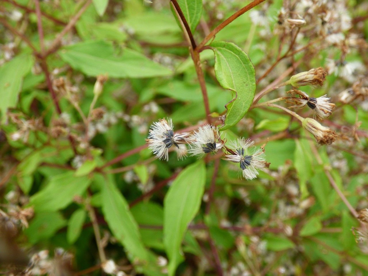 Ageratina riparia fruit