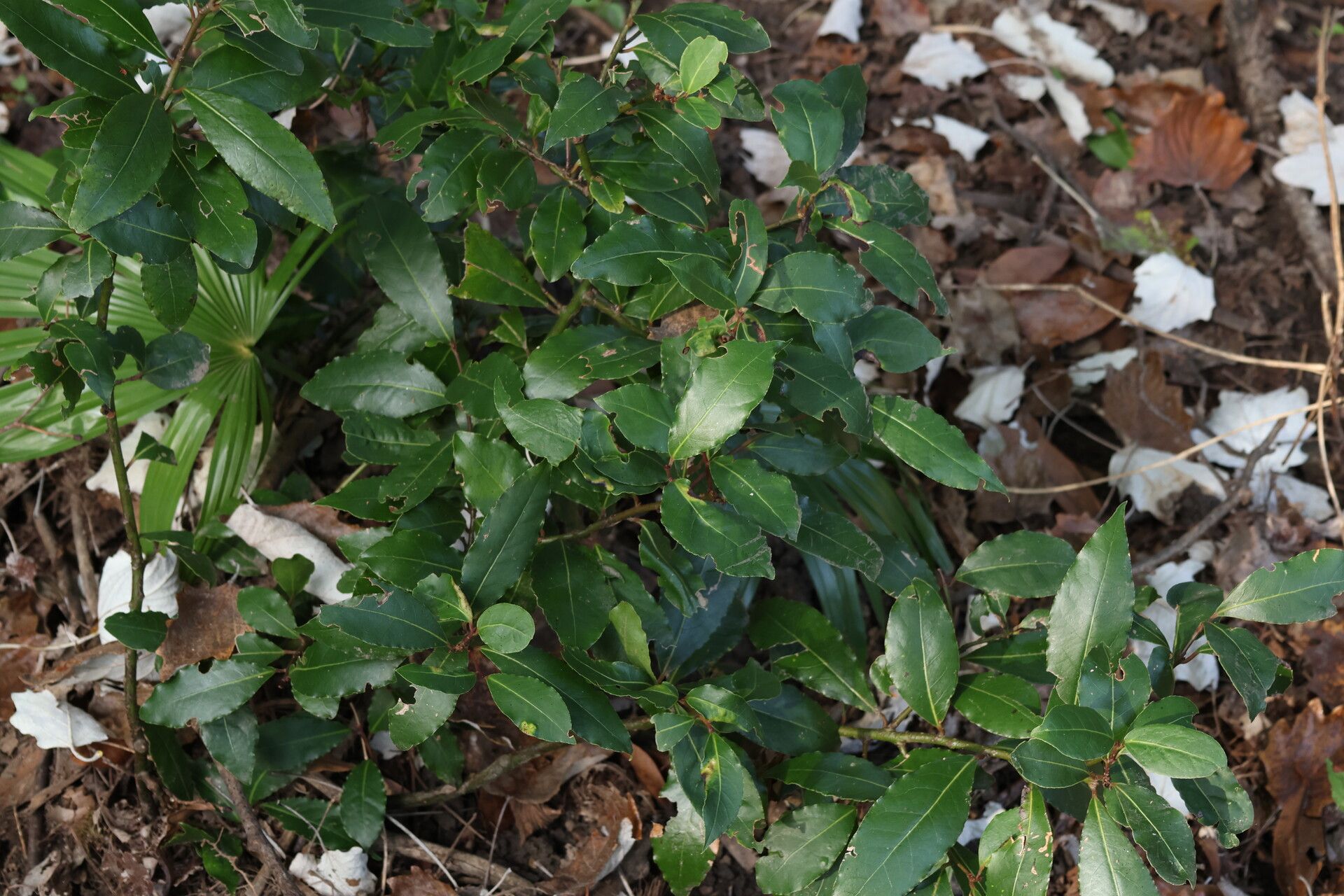 Vaccinium consanguineum — search result for 'Vaccinium'