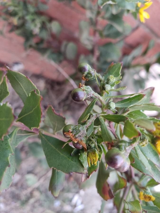 Chrysanthemoides monilifera fruit