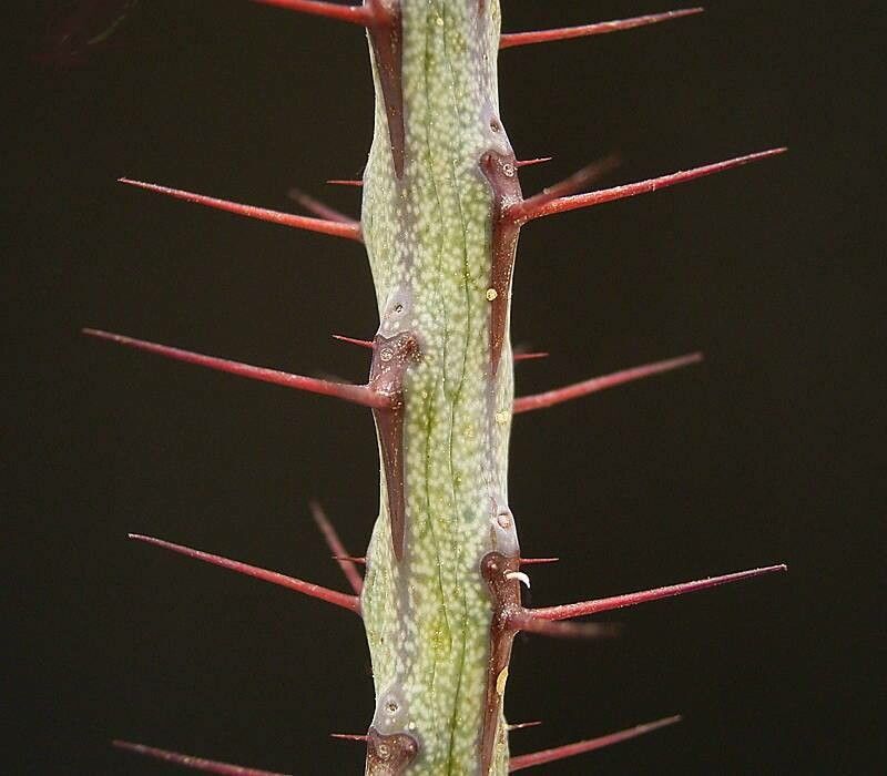 Euphorbia subscandens — houseplant care guide