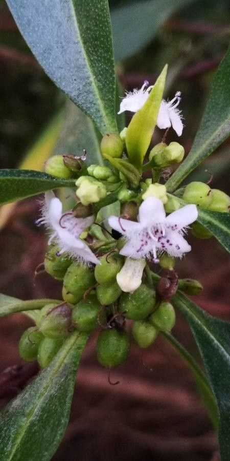 Myoporum tetrandrum flower