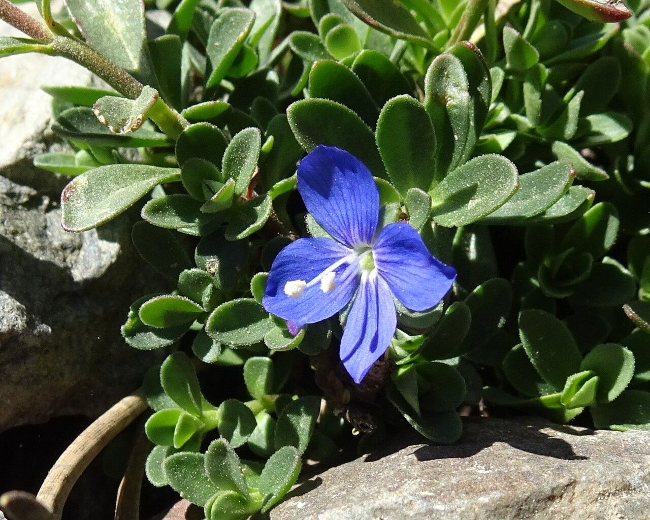 Veronica fruticans flower