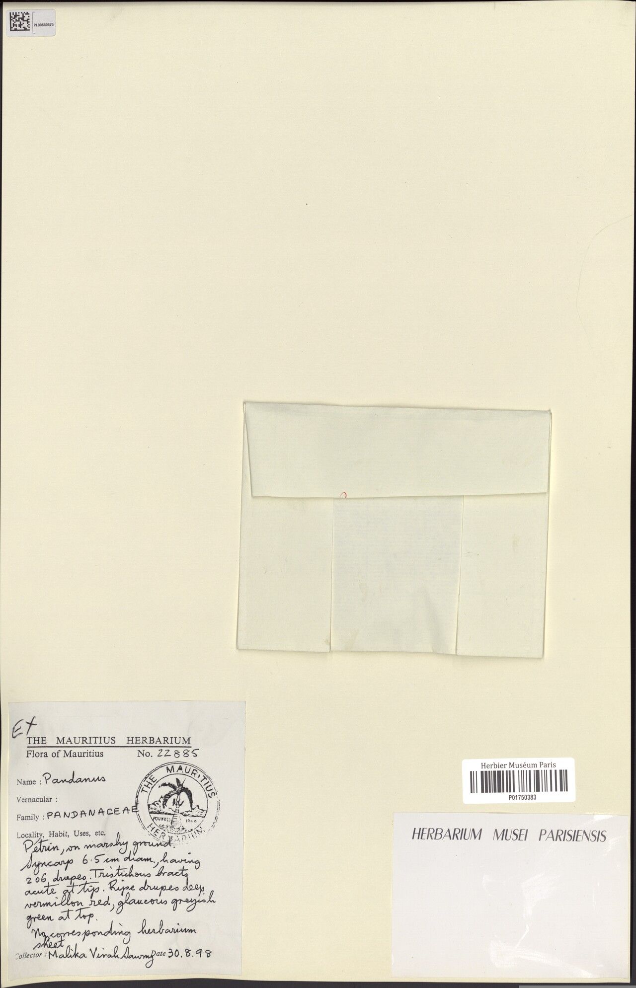 Pandanus wiehei — houseplant care guide