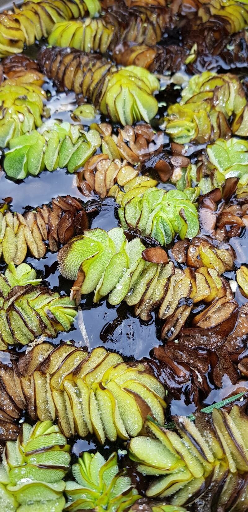 Salvinia auriculata leaf