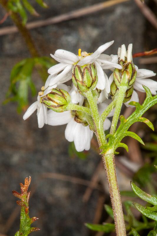 Achillea atrata bark