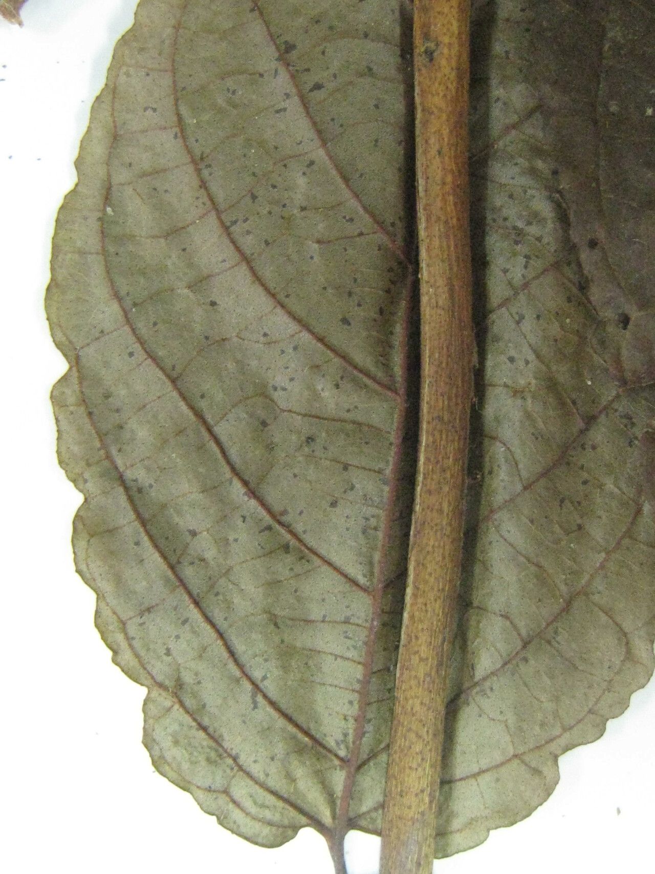 Campomanesia aromatica other