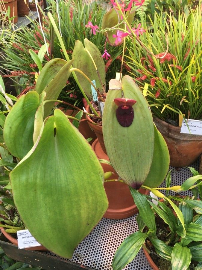 Pleurothallis gargantua habit
