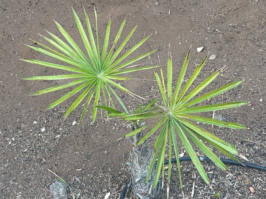 Coccothrinax montana — search result for 'Coccothrinax'