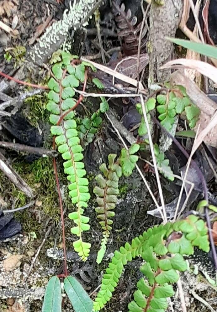 Odontosoria scandens — houseplant care guide