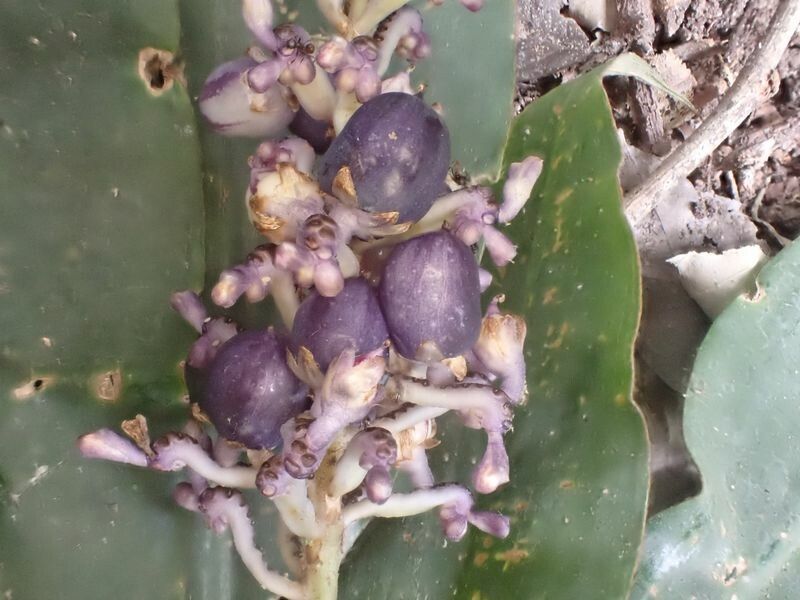 Palisota ambigua fruit