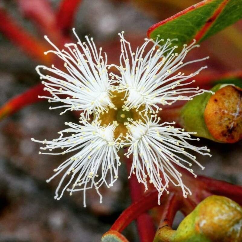 Eucalyptus extrica — houseplant care guide