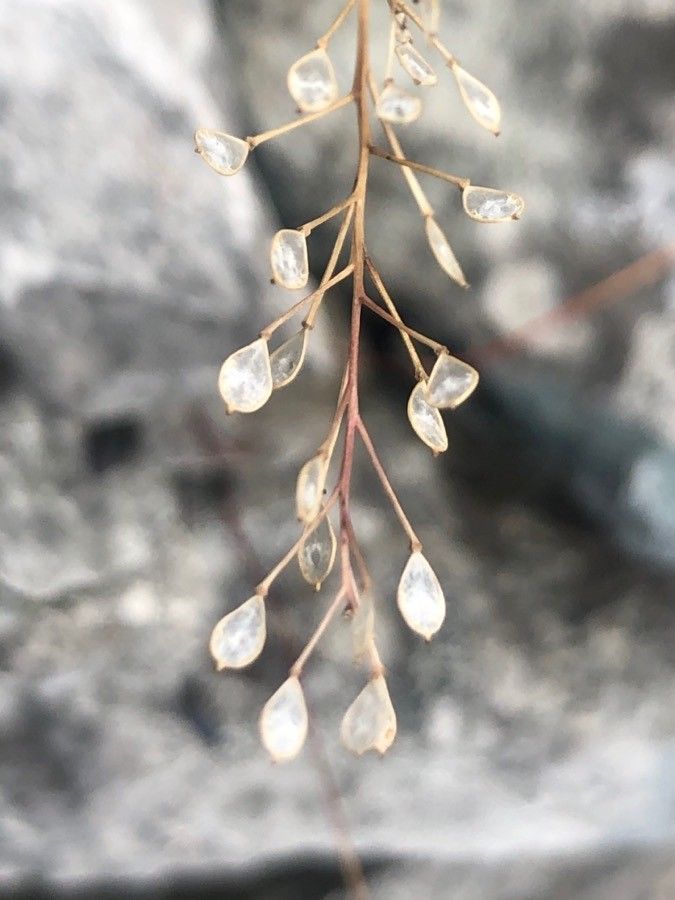 Kernera saxatilis fruit