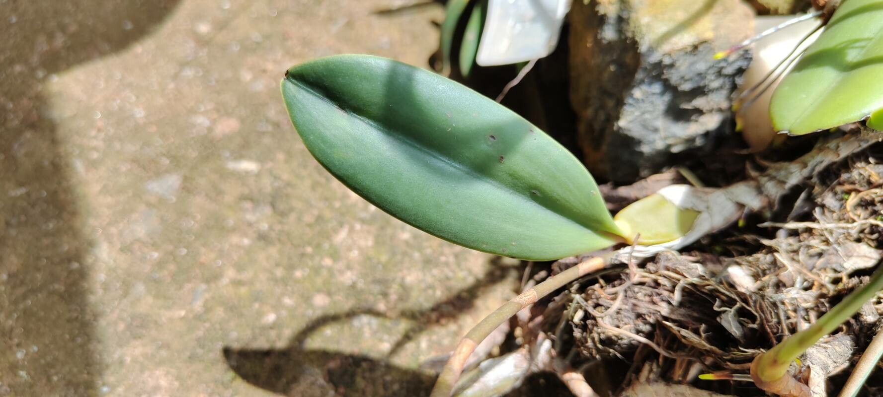 Bulbophyllum colubrinum — houseplant care guide